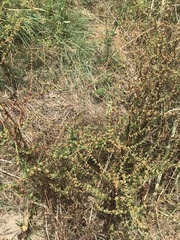 Rumex conglomeratus