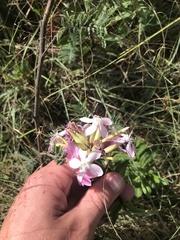 Saponaria officinalis