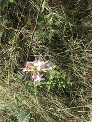 Saponaria officinalis