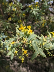 Berberis nevinii
