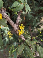 Berberis nevinii