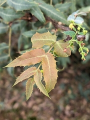 Berberis nevinii