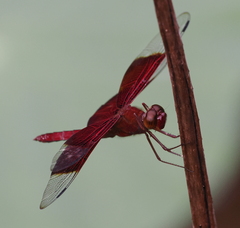 Camacinia gigantea