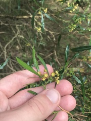 Dodonaea viscosa spatulata