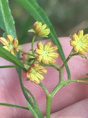Dodonaea viscosa spatulata