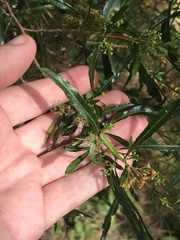 Dodonaea viscosa spatulata