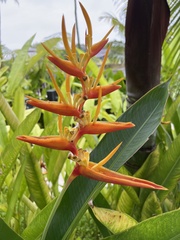 Heliconia psittacorum