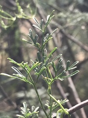 Clematis leptophylla