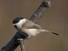 Poecile palustris italicus
