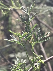 Clematis leptophylla