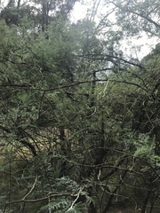 Clematis leptophylla