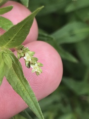 Persicaria prostrata