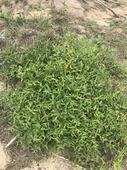 Persicaria prostrata