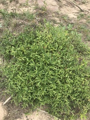 Persicaria prostrata
