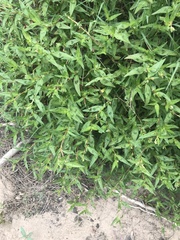 Persicaria prostrata