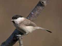 Poecile palustris italicus