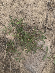 Alternanthera denticulata