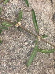 Alternanthera denticulata