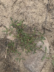 Alternanthera denticulata