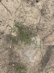 Alternanthera denticulata