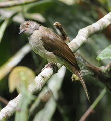 Rubigula erythropthalmos