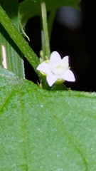 Zehneria guamensis