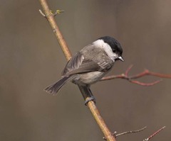 Poecile palustris italicus