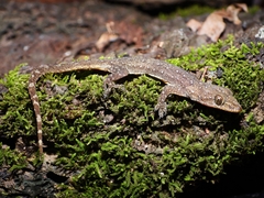 Hemidactylus garnotii