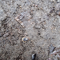 Arthurdendyus triangulatus