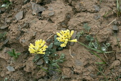 Corydalis scaberula