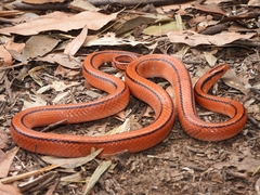 Oreocryptophis porphyraceus