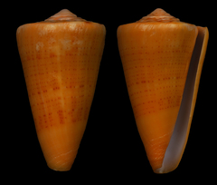 Conus daucus