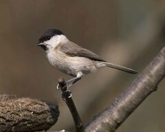 Poecile palustris italicus