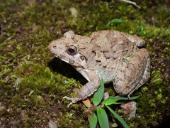 Fejervarya multistriata