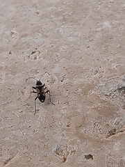 Raglius confusus