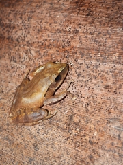 Polypedates megacephalus