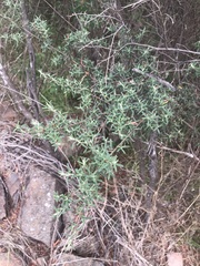 Pomaderris angustifolia