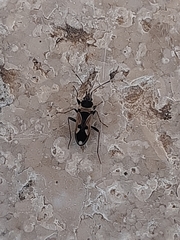 Raglius confusus