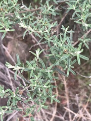 Pomaderris angustifolia