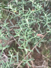Pomaderris angustifolia