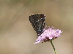Satyrium spini