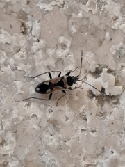 Raglius confusus