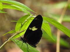 Heliconius doris