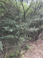 Pomaderris angustifolia