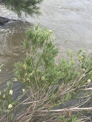 Melaleuca paludicola