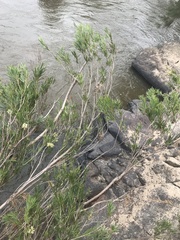 Melaleuca paludicola