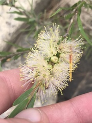 Melaleuca paludicola