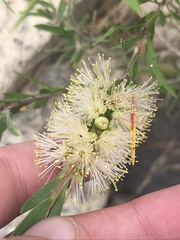 Melaleuca paludicola