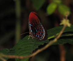 Paralaxita