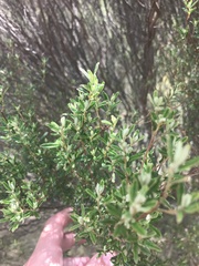 Pomaderris angustifolia